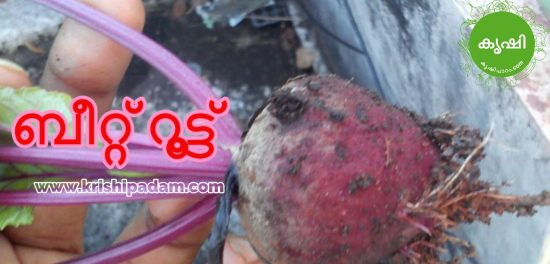 beetroot cultivation kerala