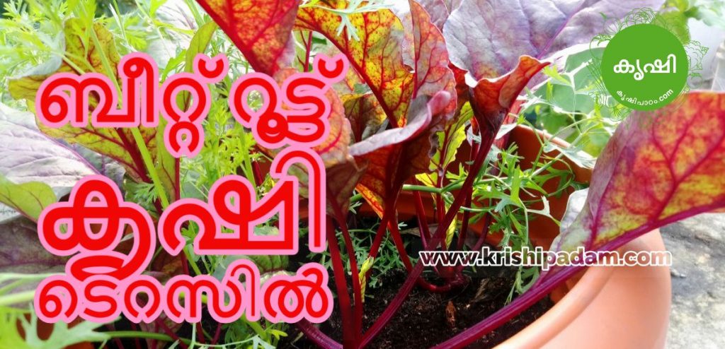 ബീറ്റ് റൂട്ട് കൃഷി ടെറസില് ബീറ്റ് റൂട്ട് കൃഷി ടെറസില്