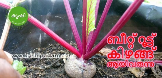 beetroot growing tips
