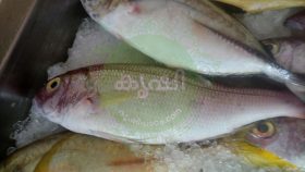 ചേമീന്‍