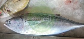 choora fish pictures