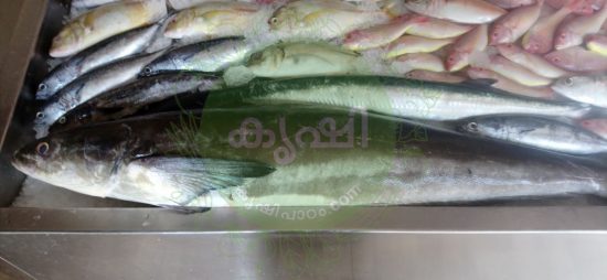 മോത മീൻ മോത മീൻ
