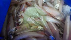 നത്തോലി - കൊഴുവ 