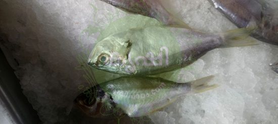parava fish parava fish
