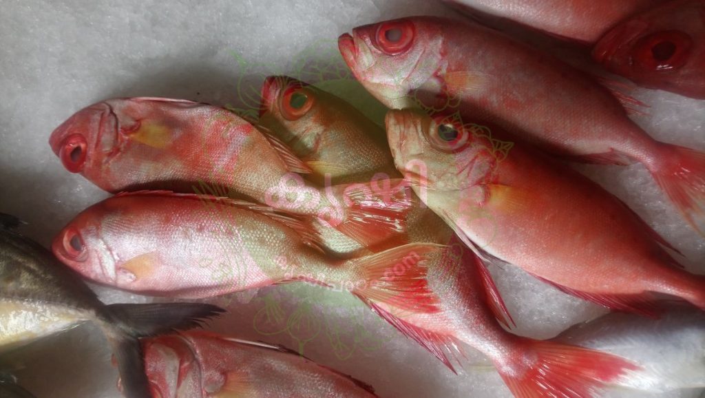 മത്സ്യം - കേരളത്തിലെ കടല്‍ /പുഴ മീനുകള്‍ - Fish Varieties