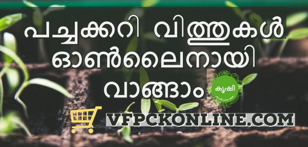 vegetable seeds purchase online