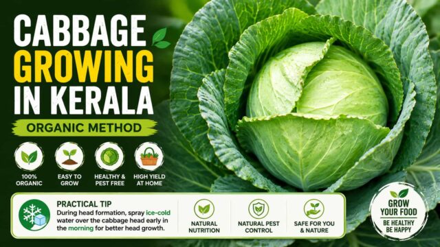 How to Grow Cabbage Organically How to Grow Cabbage Organically