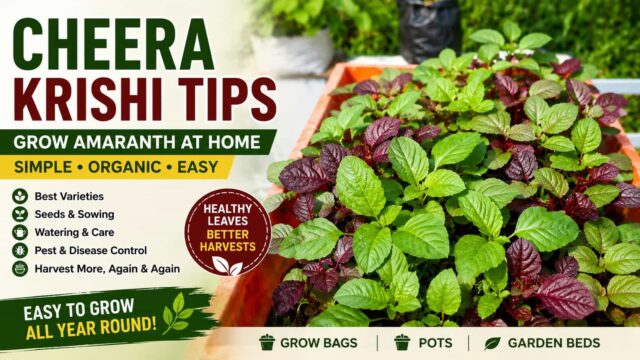 Cheera Krishi tips for growing red and green amaranth using organic methods Cheera Krishi tips for growing red and green amaranth using organic methods
