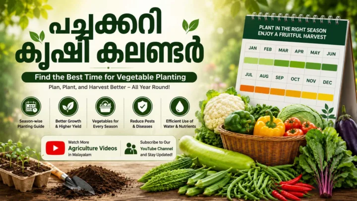 Vegetable Planting Calendar in Kerala – Best Time to Grow Vegetables at Home Vegetable Planting Calendar in Kerala – Best Time to Grow Vegetables at Home