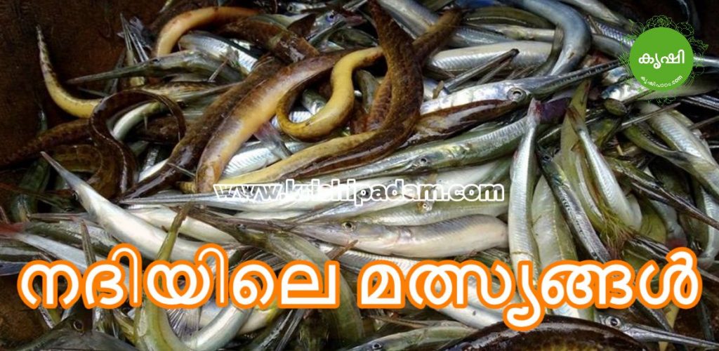 Fish Names Kerala River