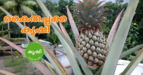 Growing Pineapple at Terrace Garden