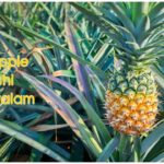 How to Grow Pineapple at Home