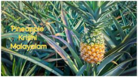 How to Grow Pineapple at Home