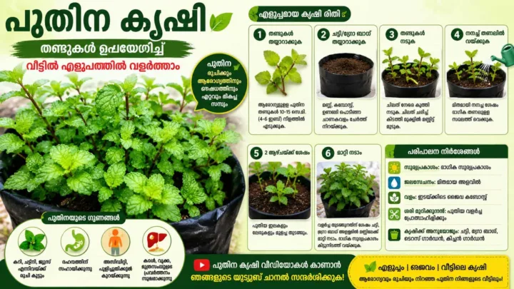 How to Grow Mint at Home from Cuttings – Easy Organic Method for Pots and Grow Bags How to Grow Mint at Home from Cuttings – Easy Organic Method for Pots and Grow Bags