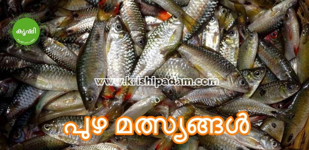 Puzha Maslyam Kerala