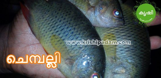 chemballi river fish ചെമ്പല്ലി