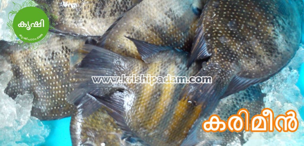 കരിമീന്‍