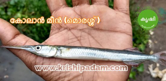 കോലാന് മീന് (മൊരശ്ശ് ) കോലാന് മീന് (മൊരശ്ശ് )