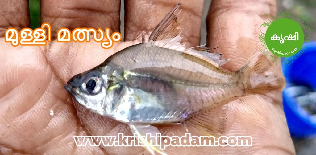 മുള്ളി മത്സ്യം