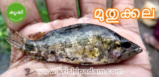 മുതുക്കല മുതുക്കല