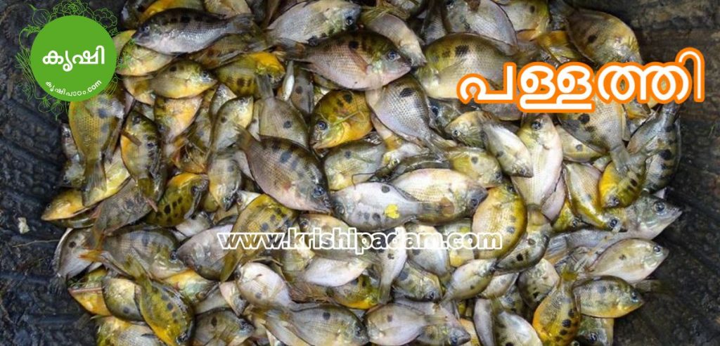 പള്ളത്തി