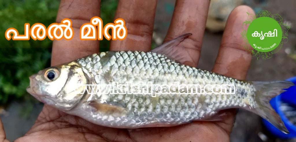 പരല്‍ മീന്‍
