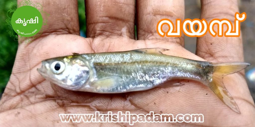 വയമ്പ് മത്സ്യം