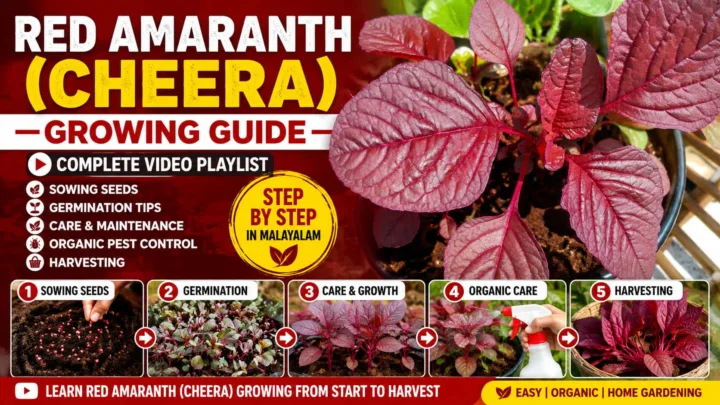 Cheera Krishi Full Videos Cheera Krishi Full Videos