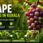 🍇 കേരളത്തിൽ മുന്തിരി കൃഷി – വിജയകരമായ കൃഷിരീതിയും പരിചരണവും (വീഡിയോ)