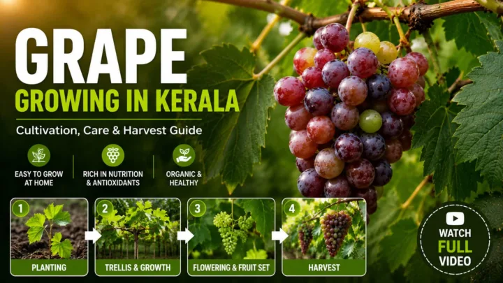 കേരളത്തിൽ മുന്തിരി കൃഷി – Grape Growing Kerala Video Guide കേരളത്തിൽ മുന്തിരി കൃഷി – Grape Growing Kerala Video Guide