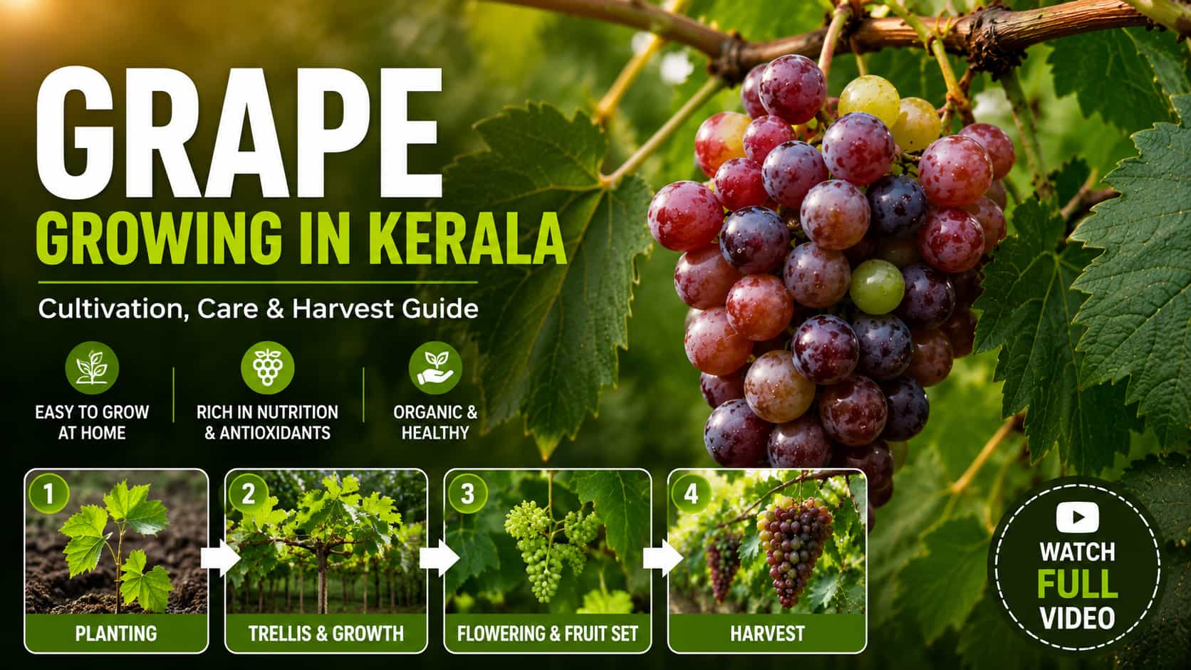 കേരളത്തിൽ മുന്തിരി കൃഷി – Grape Growing Kerala Video Guide