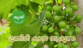 Growing Grapes in Kerala Growing Grapes in Kerala