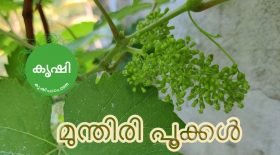 Munthiri Flowers Munthiri Flowers