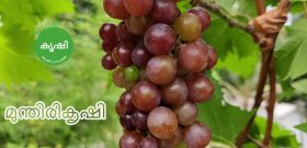 മുന്തിരി കൃഷി മുന്തിരി കൃഷി