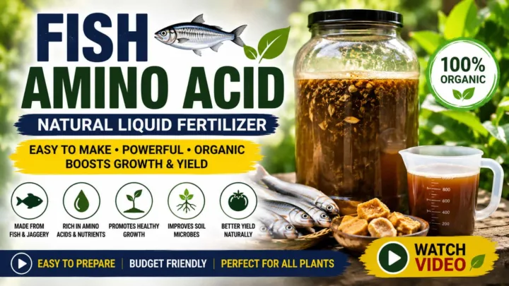 Fish Amino Acid (FAA) – How to Prepare and Use This Organic Liquid Fertilizer Fish Amino Acid (FAA) – How to Prepare and Use This Organic Liquid Fertilizer