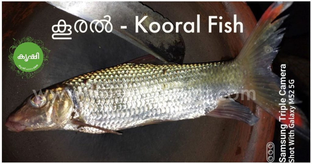 മത്സ്യം - കേരളത്തിലെ കടല്‍ /പുഴ മീനുകള്‍ - Fish Varieties