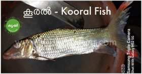Kooral Fish Images
