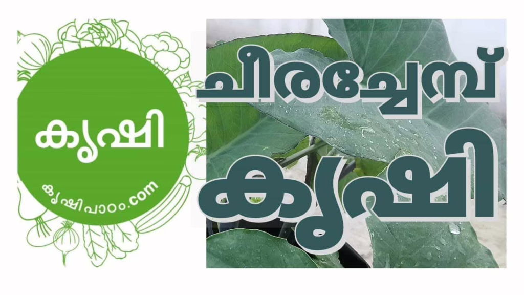 Growing Tahitian Spinach