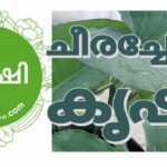 Growing Tahitian Spinach