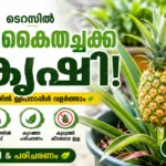 പൈനാപ്പിൾ കൃഷി – ടെറസിൽ കൈതച്ചക്ക എളുപ്പത്തിൽ വളർത്താം (Pineapple Growing വീഡിയോ)