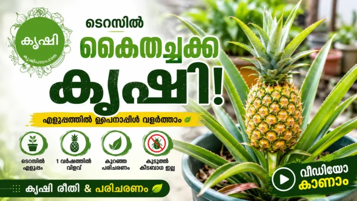 പൈനാപ്പിൾ കൃഷി – ടെറസിൽ കൈതച്ചക്ക എളുപ്പത്തിൽ വളർത്താം (Pineapple Growing വീഡിയോ)