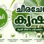 ചീരച്ചേമ്പ് കൃഷി - Tahitian Spinach വീട്ടുവളപ്പിൽ എളുപ്പത്തിൽ വളർത്താം (വീഡിയോ)
