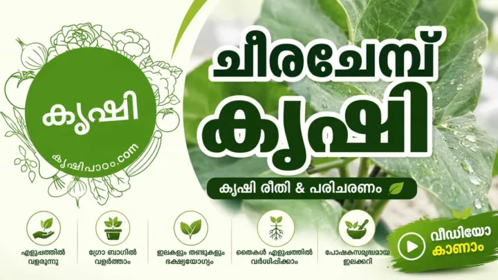 ചീരച്ചേമ്പ് കൃഷി - Tahitian Spinach വീട്ടുവളപ്പിൽ എളുപ്പത്തിൽ വളർത്താം (വീഡിയോ) ചീരച്ചേമ്പ് കൃഷി - Tahitian Spinach വീട്ടുവളപ്പിൽ എളുപ്പത്തിൽ വളർത്താം (വീഡിയോ)