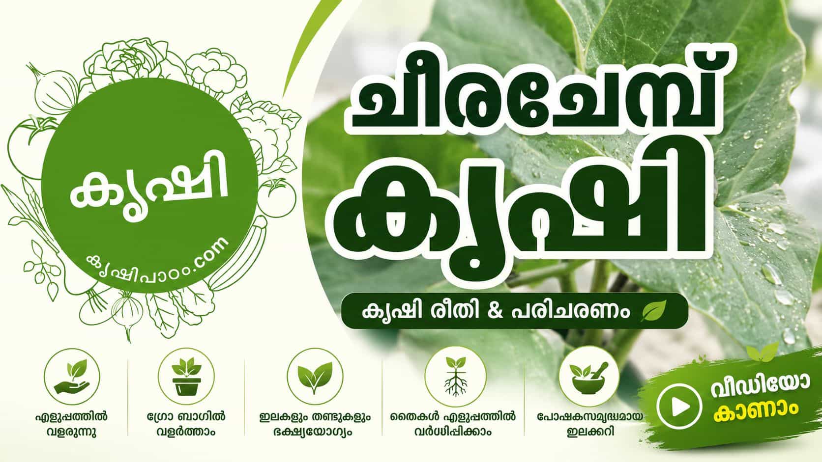 ചീരച്ചേമ്പ് കൃഷി - Tahitian Spinach വീട്ടുവളപ്പിൽ എളുപ്പത്തിൽ വളർത്താം (വീഡിയോ)