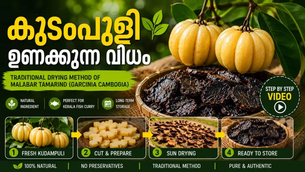 Kudampuli, also known as Malabar Tamarind (Garcinia Cambogia), is widely used in traditional Kerala fish curry.
