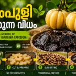 Kudampuli, also known as Malabar Tamarind (Garcinia Cambogia), is widely used in traditional Kerala fish curry.