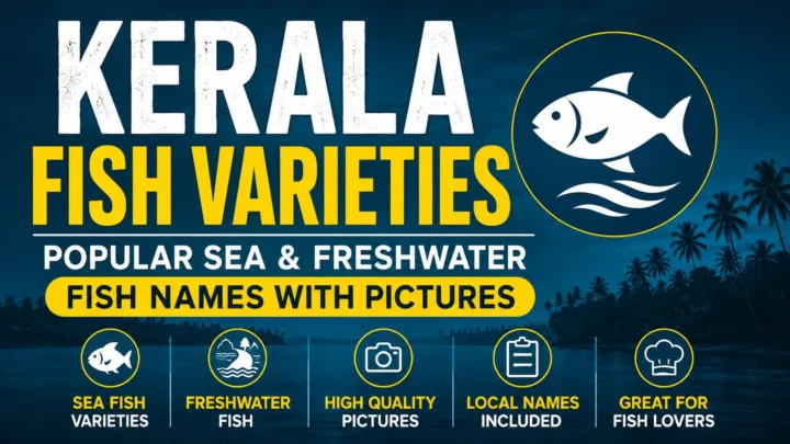 Kerala Fish Varieties – Popular Sea and Freshwater Fish Names with Pictures Kerala Fish Varieties – Popular Sea and Freshwater Fish Names with Pictures