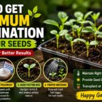 🌱 പച്ചക്കറി വിത്തുകളുടെ മുളപ്പിക്കൽ വിജയകരമാക്കാം – മികച്ച മുളപ്പിക്കലിനുള്ള ലളിതമായ മാർഗ്ഗങ്ങൾ (വീഡിയോ)
