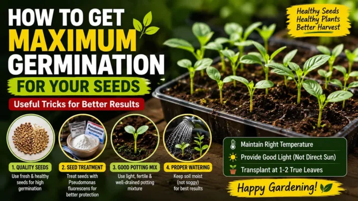 How to Maximize Seed Germination – Proven Tips for Healthy Vegetable Seedlings