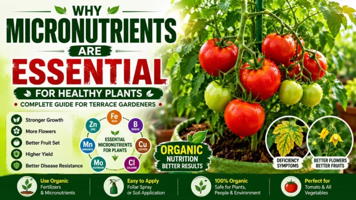 Why Micronutrients Are Essential for Healthy Plants – A Complete Guide for Terrace Gardeners